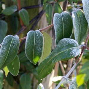 Lonicera henryi rampicante