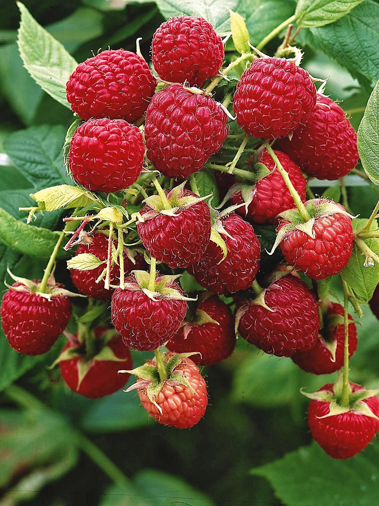 Rubus idaeus 'Aroma Queen' cespuglio