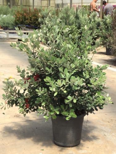 Metrosideros excelsa a cespuglio