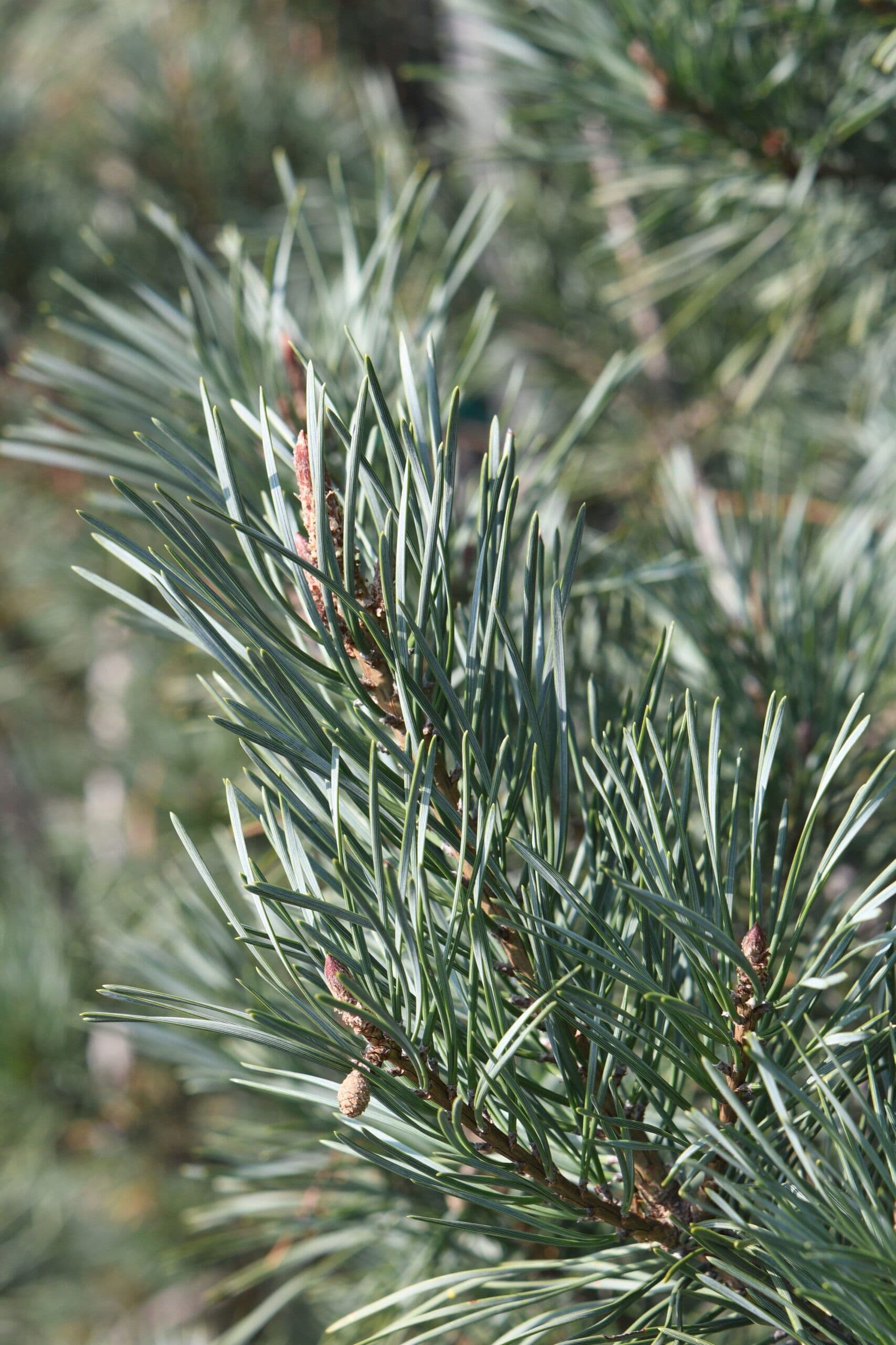 Pinus sylvestris 'Glauca' Standard