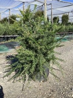 Grevillea juniperina a cespuglio