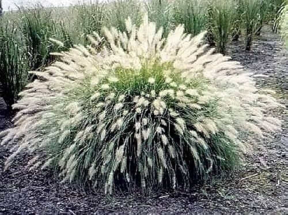 Pennisetum villosum Bush