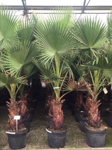 Washingtonia robusta Palm