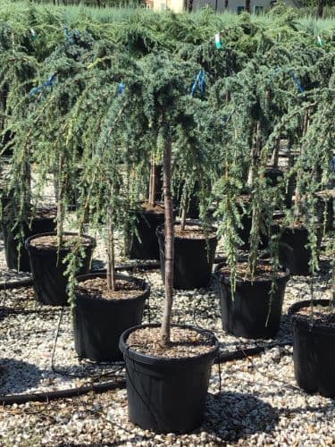 Cedrus atlantica 'Glauca Pendula' Half Standard