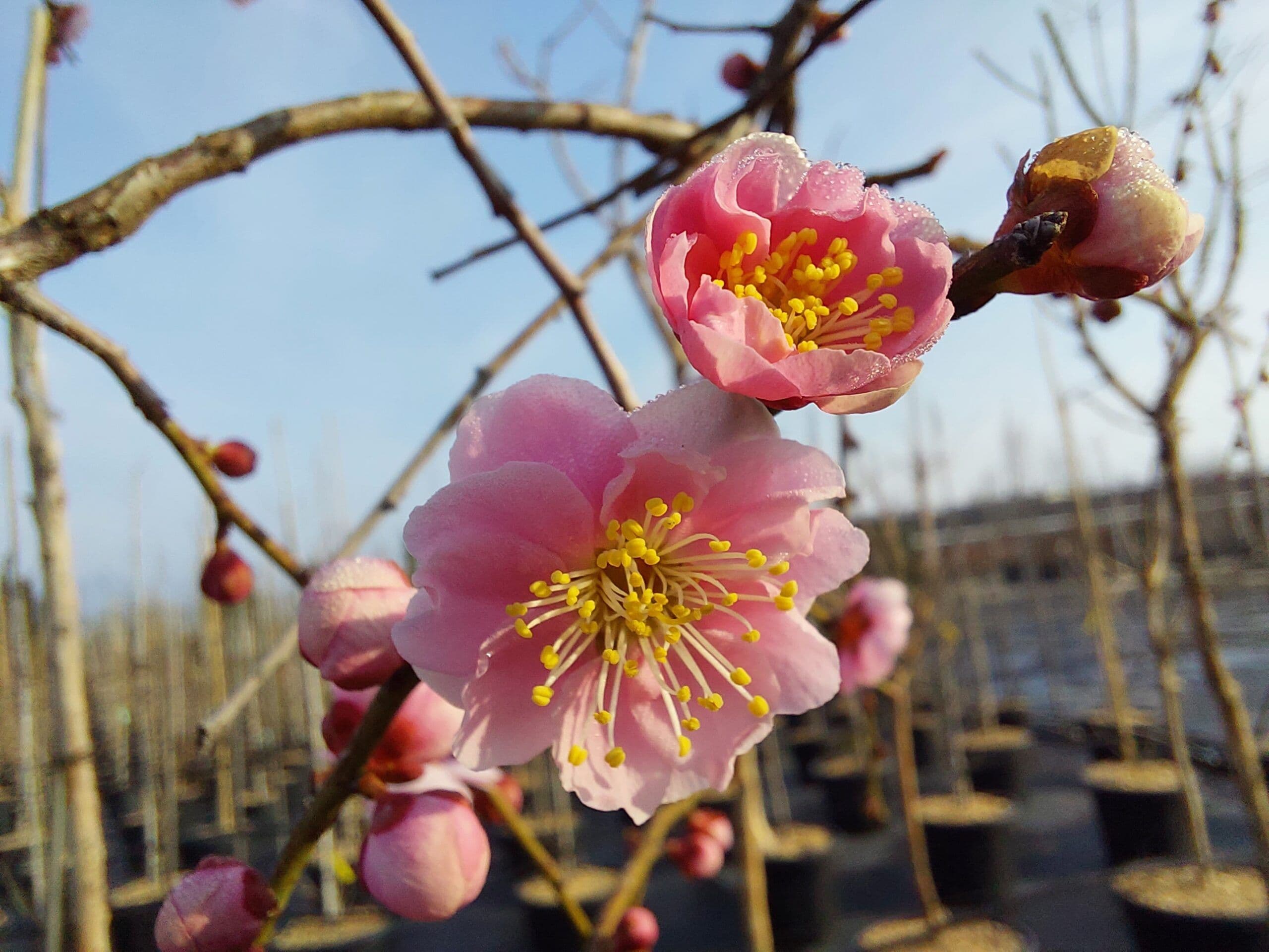 Prunus mume 'Pendula' Cespuglio
