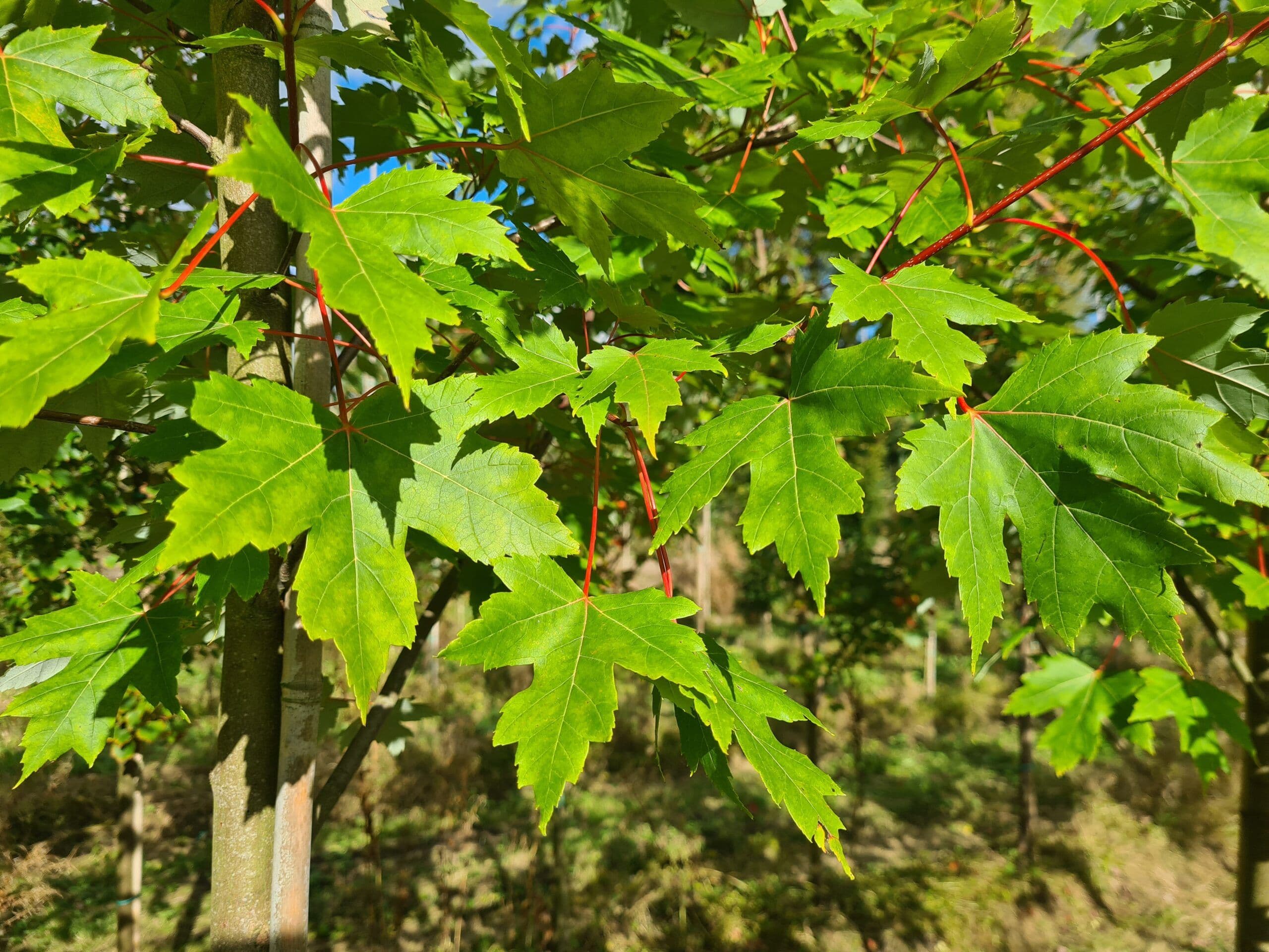 Acer x freemanii 'Autumn Blaze'® Bush