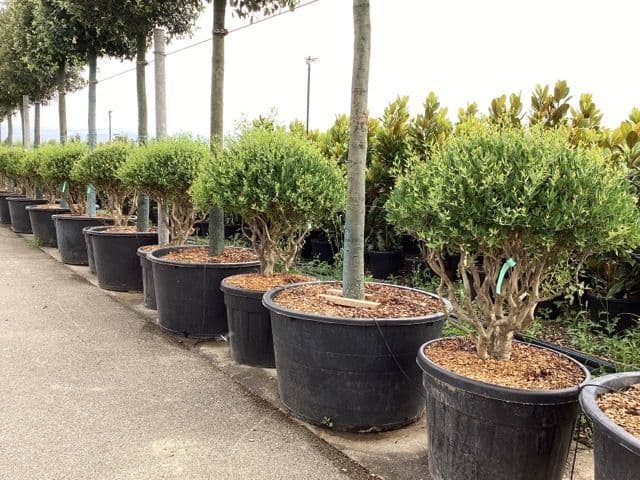 Phillyrea angustifolia a multitronco