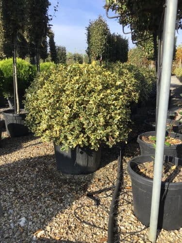 Ilex aquifolium 'Argenteomarginata' Ball