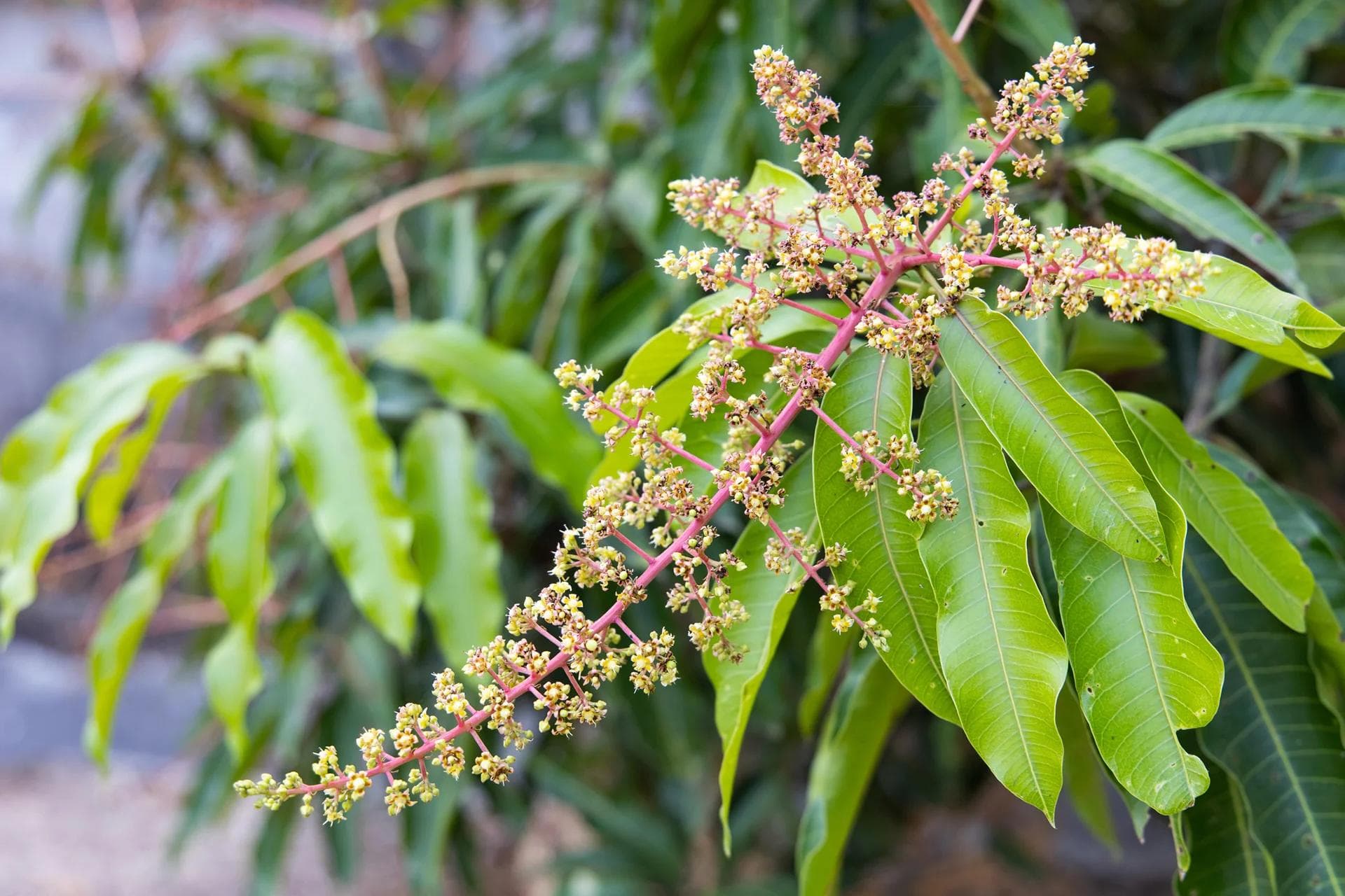 Mangifera indica Bush