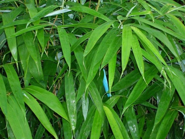 Bambusa nana 'Ruscifollia' Bush