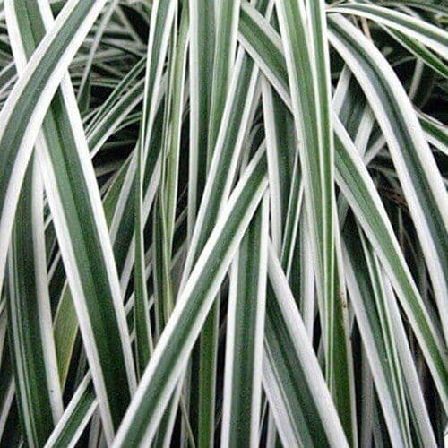 Carex oshimensis 'Fiwhite' EVEREST a cespuglio