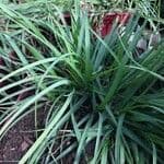 Pennisetum villosum Bush